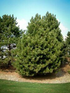 Сосна Чёрная (Pinus Nigra) купить по цене от 270.00р. в интернет-магазине «Посадика» с доставкой почтой в в Большой Каменье и по всей России – [изображение №1].