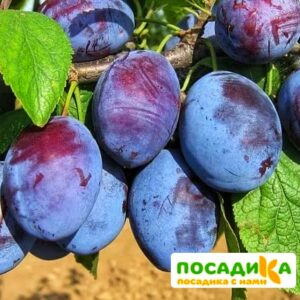 Слива Чачакская ранняя купить по цене от 229.00р. в интернет-магазине «Посадика» с доставкой почтой в в Большой Каменье и по всей России – [изображение №1].