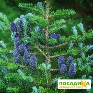 Пихта корейская (Abies koreana) купить по цене от 450.00р. в интернет-магазине «Посадика» с доставкой почтой в в Большой Каменье и по всей России – [изображение №1].