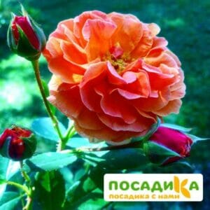 Роза Арабия купить по цене от 350.00р. в интернет-магазине «Посадика» с доставкой почтой в в Большой Каменье и по всей России – [изображение №1].