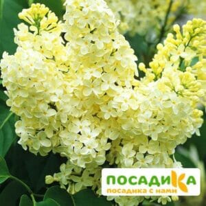 Сирень Примроуз (Primrose) купить по цене от 529.00р. в интернет-магазине «Посадика» с доставкой почтой в в Большой Каменье и по всей России – [изображение №1].