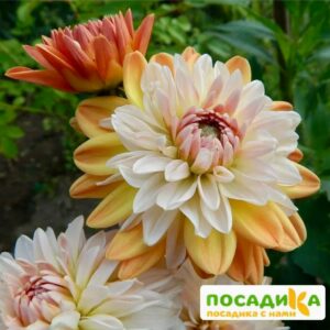 Георгина Коуп де Солейл (декоративная) купить по цене от 400р. в интернет-магазине «Посадика» с доставкой почтой в в Большой Каменье и по всей России – [изображение №1].