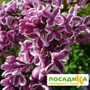 Сирень Сенсация купить по цене от 529.00р. в интернет-магазине «Посадика» с доставкой почтой в в Большой Каменье и по всей России – [изображение №1].