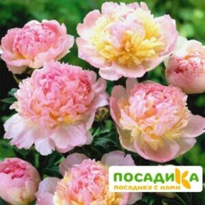 Пион Распберри Сандей (Paeonia Raspberry Sundae) купить по цене от 959р. в интернет-магазине «Посадика» с доставкой почтой в в Большой Каменье и по всей России – [изображение №1].