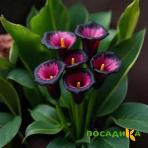 Калла Аура Лейс купить по цене от 400р. в интернет-магазине «Посадика» с доставкой почтой в в Большой Каменье и по всей России – [изображение №1].