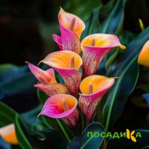 Калла Оникс купить по цене от 450р. в интернет-магазине «Посадика» с доставкой почтой в в Большой Каменье и по всей России – [изображение №1].