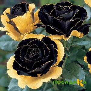 Роза Ханни Сикл купить по цене от 700р. в интернет-магазине «Посадика» с доставкой почтой в в Большой Каменье и по всей России – [изображение №1].