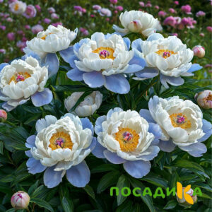 Пион акварельный Этюд купить по цене от 806р. в интернет-магазине «Посадика» с доставкой почтой в в Большой Каменье и по всей России – [изображение №1].