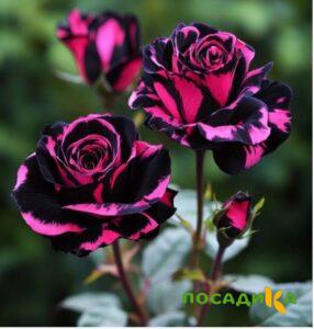 Роза Багровый Шепот купить по цене от 366р. в интернет-магазине «Посадика» с доставкой почтой в в Большой Каменье и по всей России – [изображение №1].
