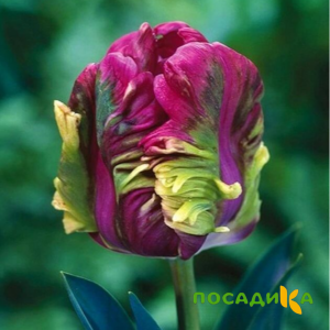 Тюльпан Экзотик Хэвен купить по цене от 186р. в интернет-магазине «Посадика» с доставкой почтой в в Большой Каменье и по всей России – [изображение №1].