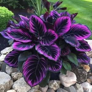 Хоста Люминоза купить по цене от 450р. в интернет-магазине «Посадика» с доставкой почтой в в Большой Каменье и по всей России – [изображение №1].