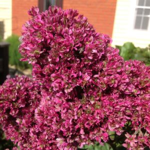 Флокс Филингс купить по цене от 329р. в интернет-магазине «Посадика» с доставкой почтой в в Большой Каменье и по всей России – [изображение №1].