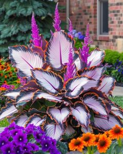 Хоста Кримэн Дрим купить по цене от 549р. в интернет-магазине «Посадика» с доставкой почтой в в Большой Каменье и по всей России – [изображение №1].