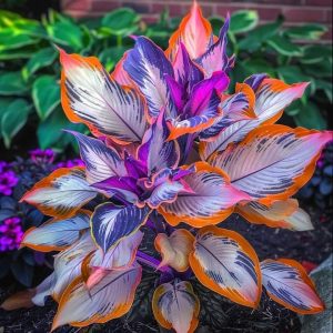 Хоста Эмеральд Тиара купить по цене от 602р. в интернет-магазине «Посадика» с доставкой почтой в в Большой Каменье и по всей России – [изображение №1].