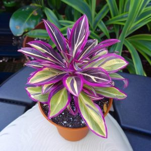 Хоста Сильвер Стик купить по цене от 650р. в интернет-магазине «Посадика» с доставкой почтой в в Большой Каменье и по всей России – [изображение №1].