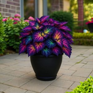 Хоста Фрости Блю купить по цене от 389р. в интернет-магазине «Посадика» с доставкой почтой в в Большой Каменье и по всей России – [изображение №1].