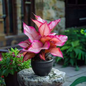 Хоста Розовая Симфония купить по цене от 800р. в интернет-магазине «Посадика» с доставкой почтой в в Большой Каменье и по всей России – [изображение №1].