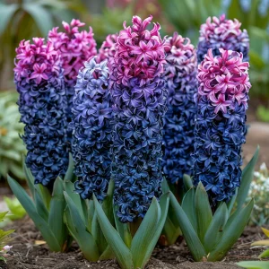 Гиацинт Блю Спринг купить по цене от 2099р. в интернет-магазине «Посадика» с доставкой почтой в в Большой Каменье и по всей России – [изображение №1].