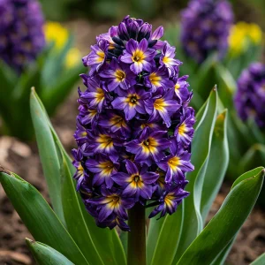 Гиацинт Вельвет Колор купить по цене от 2099р. в интернет-магазине «Посадика» с доставкой почтой в в Большой Каменье и по всей России – [изображение №1].