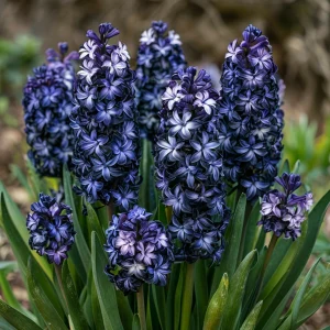 Гиацинт Блум Клауд купить по цене от 2099р. в интернет-магазине «Посадика» с доставкой почтой в в Большой Каменье и по всей России – [изображение №1].