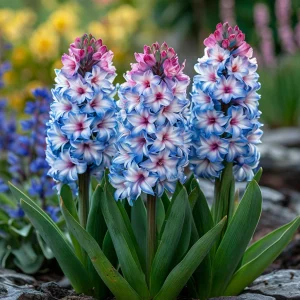 Гиацинт Пинк Мари купить по цене от 2099р. в интернет-магазине «Посадика» с доставкой почтой в в Большой Каменье и по всей России – [изображение №1].