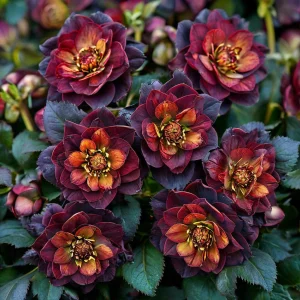 Морозник Сноу Дроп купить по цене от 348р. в интернет-магазине «Посадика» с доставкой почтой в в Большой Каменье и по всей России – [изображение №1].