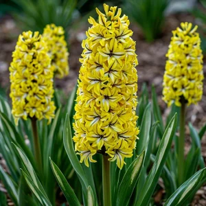 Гиацинт Сансет Голд купить по цене от 2099р. в интернет-магазине «Посадика» с доставкой почтой в в Большой Каменье и по всей России – [изображение №1].