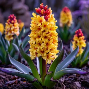 Гиацинт Миднайт Мистери купить по цене от 2099р. в интернет-магазине «Посадика» с доставкой почтой в в Большой Каменье и по всей России – [изображение №1].