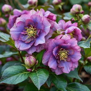 Морозник Айс Принцесс Чарм купить по цене от 650р. в интернет-магазине «Посадика» с доставкой почтой в в Большой Каменье и по всей России – [изображение №1].