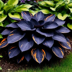 Хоста Умбра купить по цене от 349р. в интернет-магазине «Посадика» с доставкой почтой в в Большой Каменье и по всей России – [изображение №1].