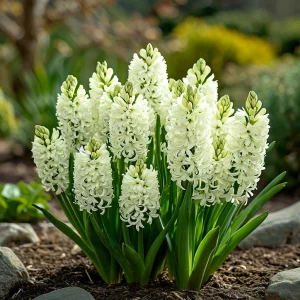 Гиацинт Дрим Трейл купить по цене от 2099р. в интернет-магазине «Посадика» с доставкой почтой в в Большой Каменье и по всей России – [изображение №1].