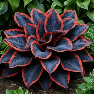 Хоста Солнечный Агат купить по цене от 440р. в интернет-магазине «Посадика» с доставкой почтой в в Большой Каменье и по всей России – [изображение №1].