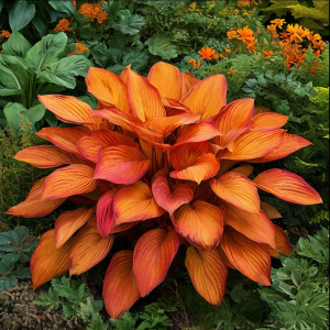 Хоста Солнечный Нектар купить по цене от 605р. в интернет-магазине «Посадика» с доставкой почтой в в Большой Каменье и по всей России – [изображение №1].