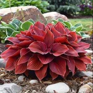 Хоста Малыш Шедевр купить по цене от 421р. в интернет-магазине «Посадика» с доставкой почтой в в Большой Каменье и по всей России – [изображение №1].