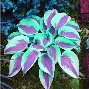 Хоста Висперин Бьюти купить по цене от 379р. в интернет-магазине «Посадика» с доставкой почтой в в Большой Каменье и по всей России – [изображение №1].