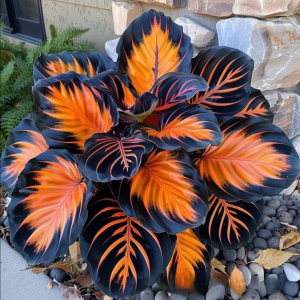 Хоста Сикрет Форест купить по цене от 601р. в интернет-магазине «Посадика» с доставкой почтой в в Большой Каменье и по всей России – [изображение №1].