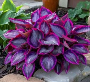 Хоста Сикрет Гарденс купить по цене от 549р. в интернет-магазине «Посадика» с доставкой почтой в в Большой Каменье и по всей России – [изображение №1].