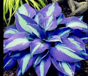 Хоста Аурелия купить по цене от 450р. в интернет-магазине «Посадика» с доставкой почтой в в Большой Каменье и по всей России – [изображение №1].